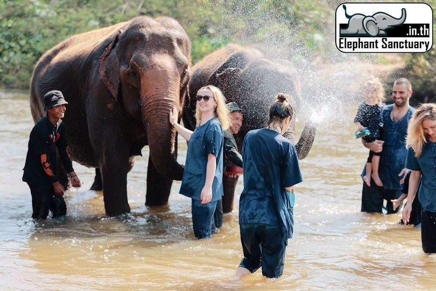 Elephants at an ethical sanctuary near Chiang Mai