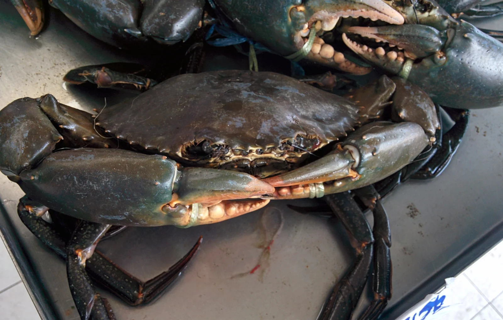 Fresh sea crabs on sale at a Bangkok fresh market
