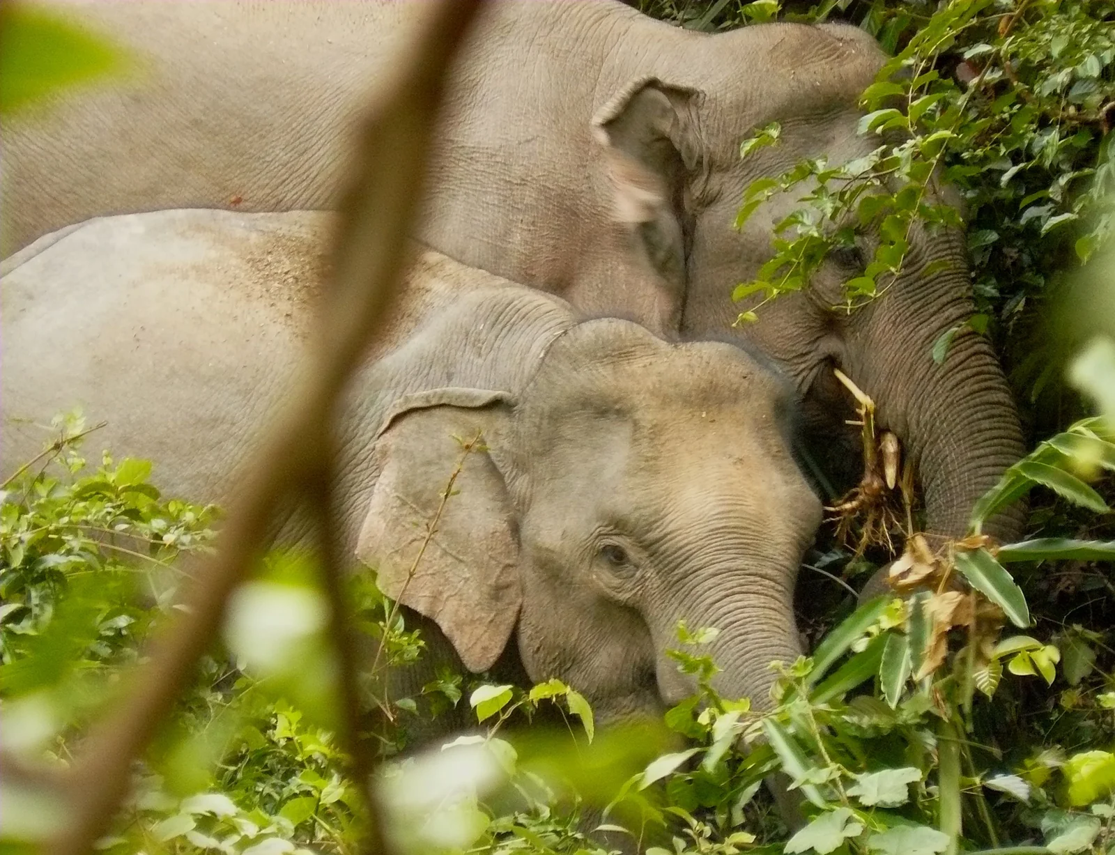 Wild Asian elephants in Khao Yai National Park