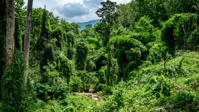 Thailand With Kids (2026): Real Family Travel Guide
